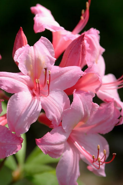  Candy Lights Cold Hardy Azalea (Rhododendron) - 3 Gallon Pot