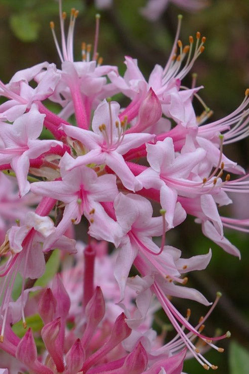  Piedmont Native Azalea - 3 Gallon Pot