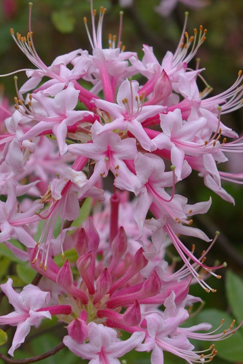 Piedmont Native Azalea - 3 Gallon Pot