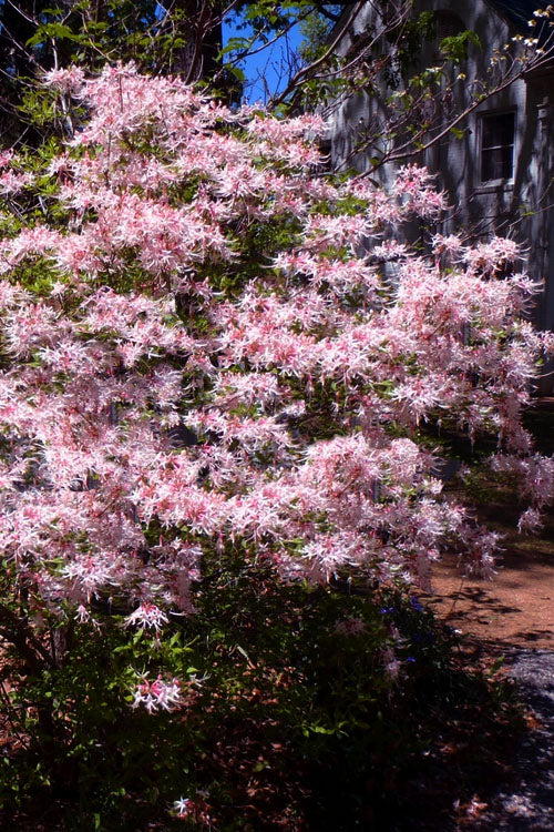  Piedmont Native Azalea - 3 Gallon Pot