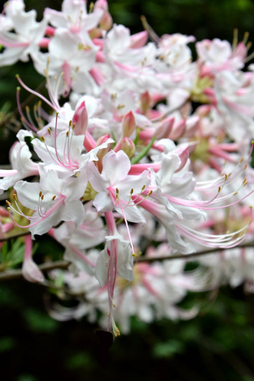  Piedmont Native Azalea - 3 Gallon Pot