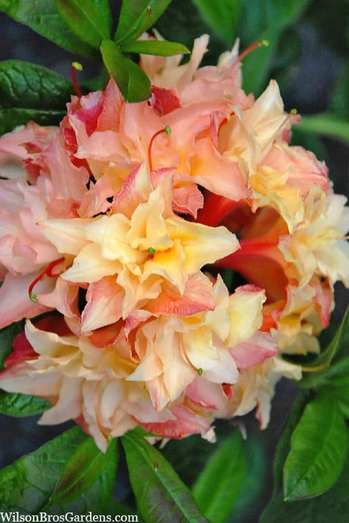  Cannon's Double Exbury Azalea (Rhdodendron) - 2 Gallon Pot 