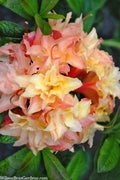  Cannon's Double Exbury Azalea (Rhdodendron) - 2 Gallon Pot