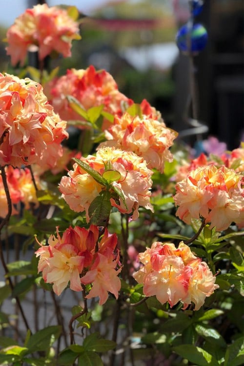  Cannon's Double Exbury Azalea (Rhdodendron) - 2 Gallon Pot 