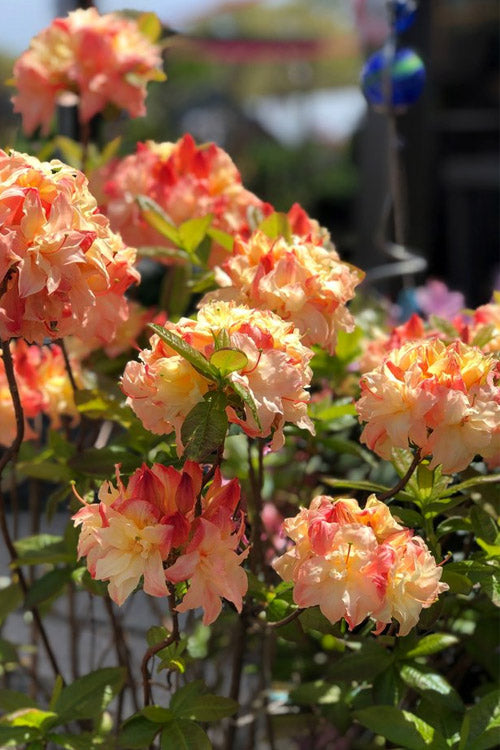  Cannon's Double Exbury Azalea (Rhdodendron) - 2 Gallon Pot