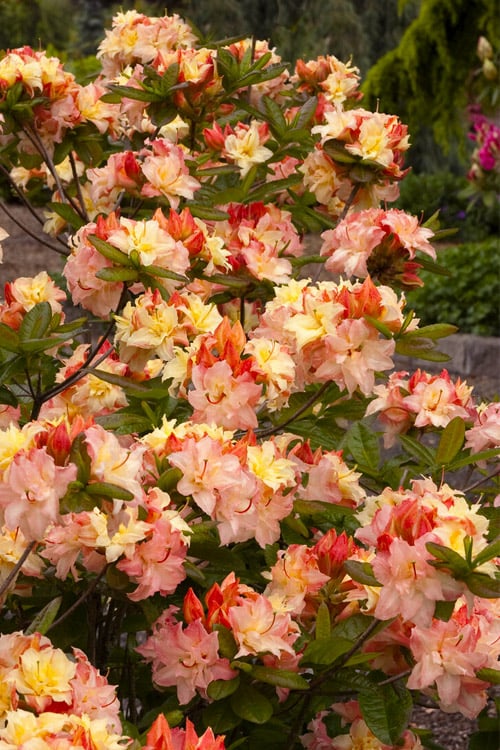  Cannon's Double Exbury Azalea (Rhdodendron) - 2 Gallon Pot 