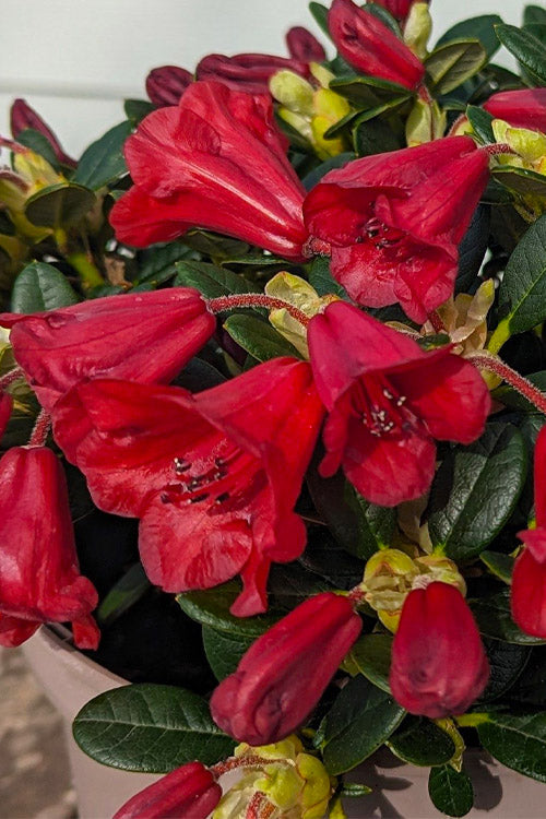  Carmen Dwarf Rhododendron - 1 Gallon Pot