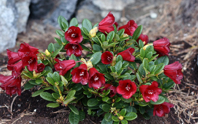  Carmen Dwarf Rhododendron - 1 Gallon Pot