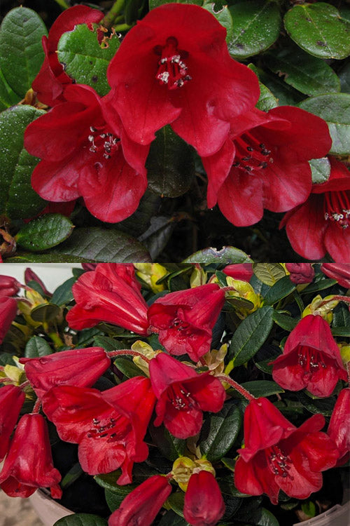  Carmen Dwarf Rhododendron - 1 Gallon Pot