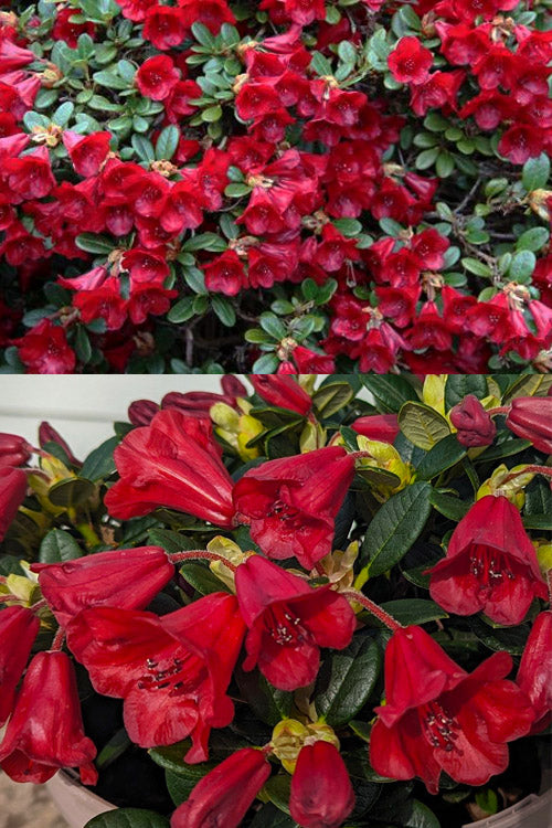  Carmen Dwarf Rhododendron - 1 Gallon Pot