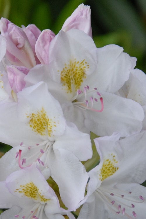  White Catawba Rhododendron - 3 Gallon Pot