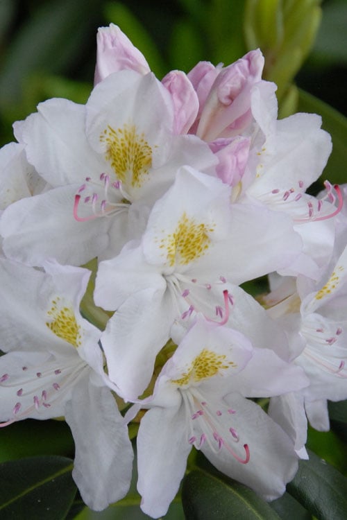  White Catawba Rhododendron - 3 Gallon Pot