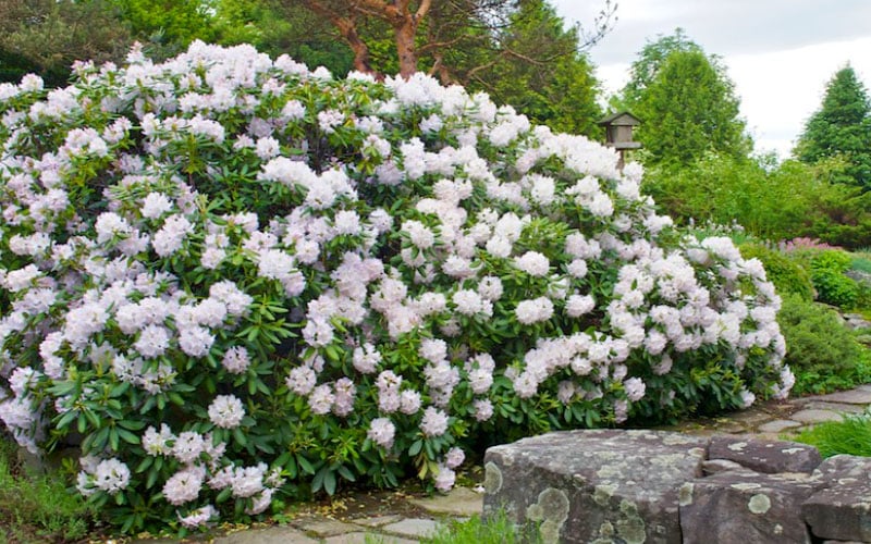  White Catawba Rhododendron - 3 Gallon Pot