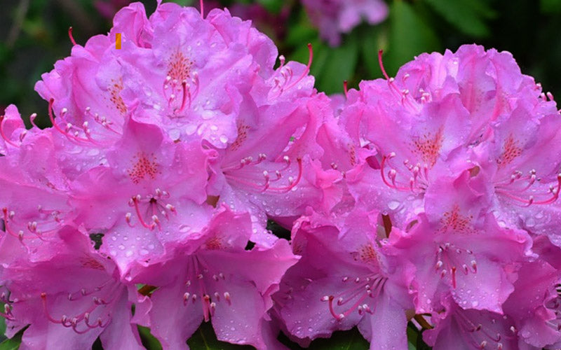  English Roseum Rhododendron - 3 Gallon Pot