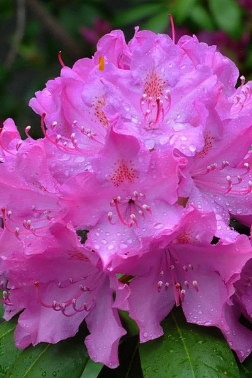  English Roseum Rhododendron - 3 Gallon Pot