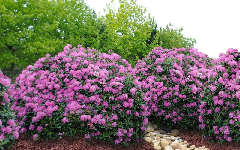  English Roseum Rhododendron - 3 Gallon Pot