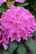  English Roseum Rhododendron - 3 Gallon Pot