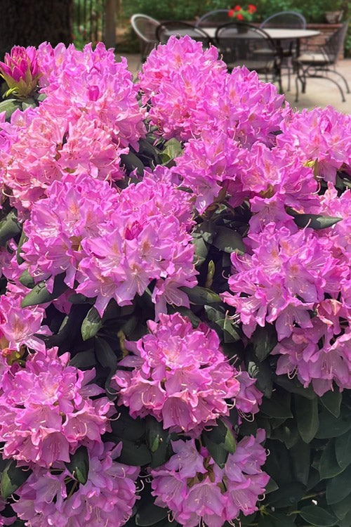  English Roseum Rhododendron - 3 Gallon Pot