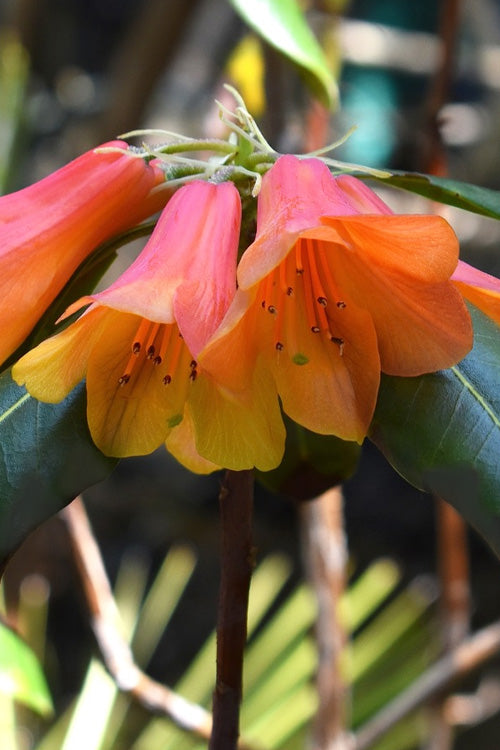  Orange Flower Cinnabar Rhododendron - 1 Gallon Pot