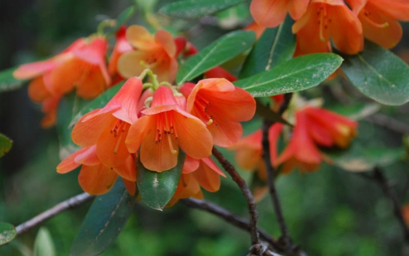  Orange Flower Cinnabar Rhododendron - 1 Gallon Pot