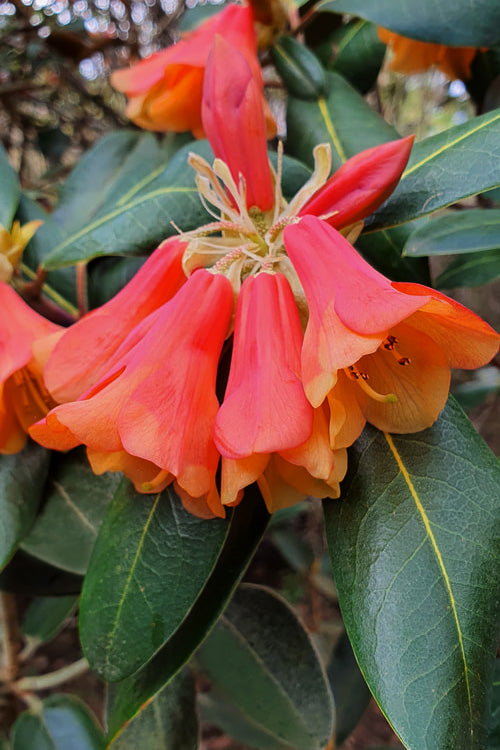  Orange Flower Cinnabar Rhododendron - 1 Gallon Pot