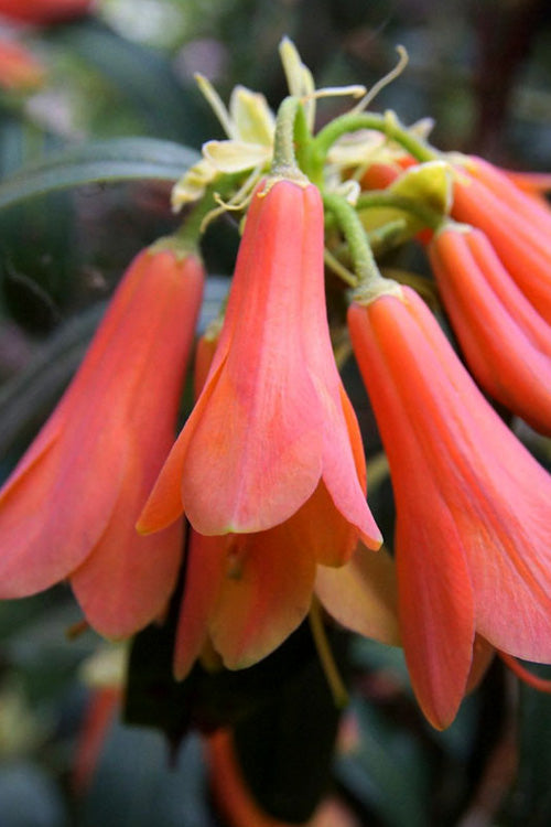  Orange Flower Cinnabar Rhododendron - 1 Gallon Pot