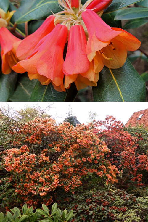  Orange Flower Cinnabar Rhododendron - 1 Gallon Pot