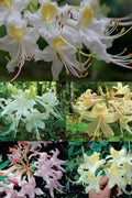  Coleman's Native Azalea (Rhododendron Colemanii 'Multiflora') - 3 Gallon Pot