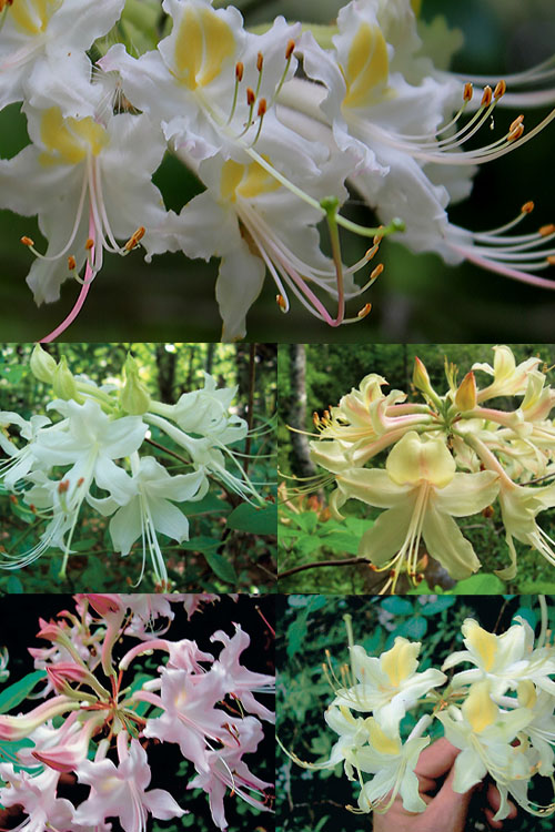  Coleman's Native Azalea (Rhododendron Colemanii 'Multiflora') - 3 Gallon Pot