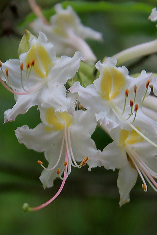  Coleman's Native Azalea (Rhododendron Colemanii 'Multiflora') - 3 Gallon Pot