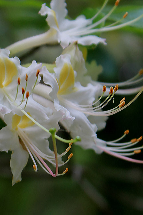  Coleman's Native Azalea (Rhododendron Colemanii 'Multiflora') - 3 Gallon Pot