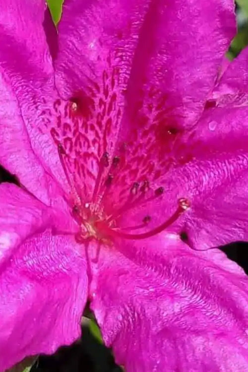  Congo Purple Azalea - 1 Gallon Pot