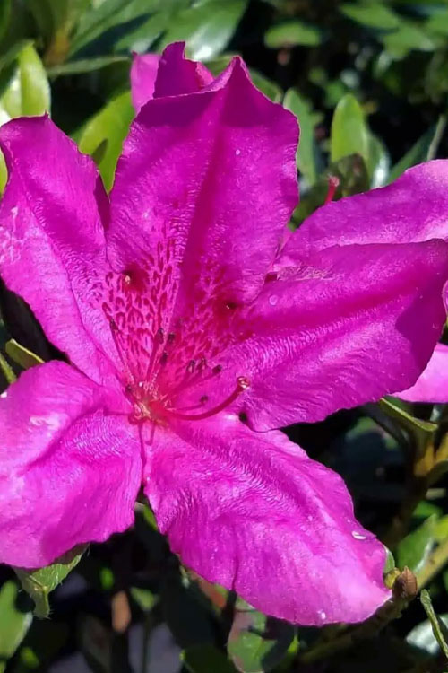  Congo Purple Azalea - 1 Gallon Pot