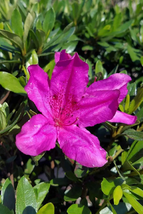  Congo Purple Azalea - 1 Gallon Pot