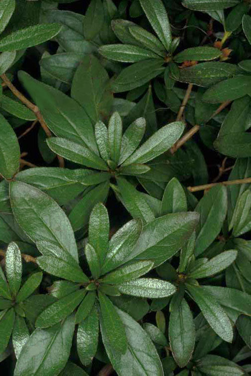  Congo Purple Azalea - 1 Gallon Pot