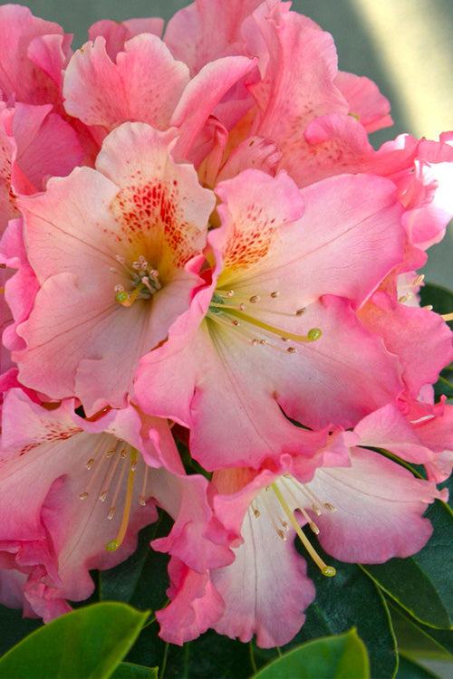  Coral Mist Rhododendron - 1 Gallon Pot