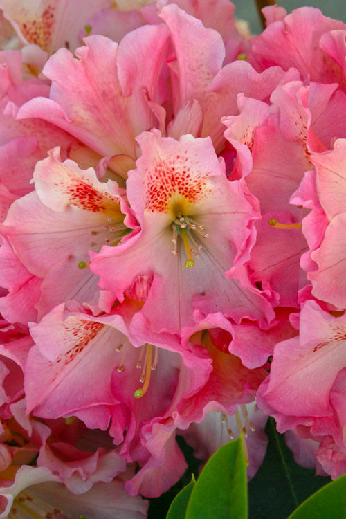  Coral Mist Rhododendron - 1 Gallon Pot