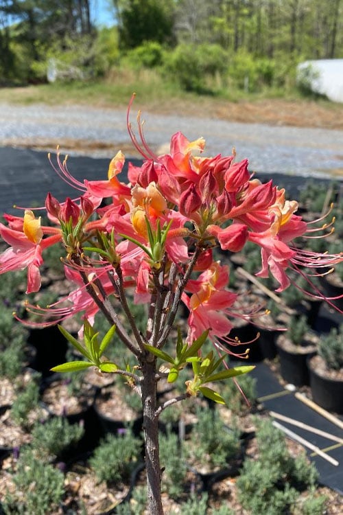  Cotton Candy Native Azalea (Rhododendron) - 3 Gallon Pot