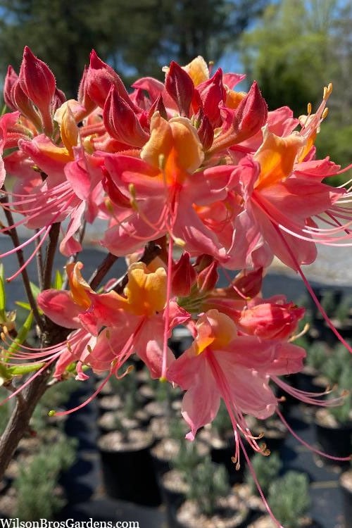  Cotton Candy Native Azalea (Rhododendron) - 3 Gallon Pot