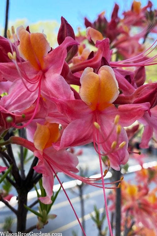  Cotton Candy Native Azalea (Rhododendron) - 3 Gallon Pot