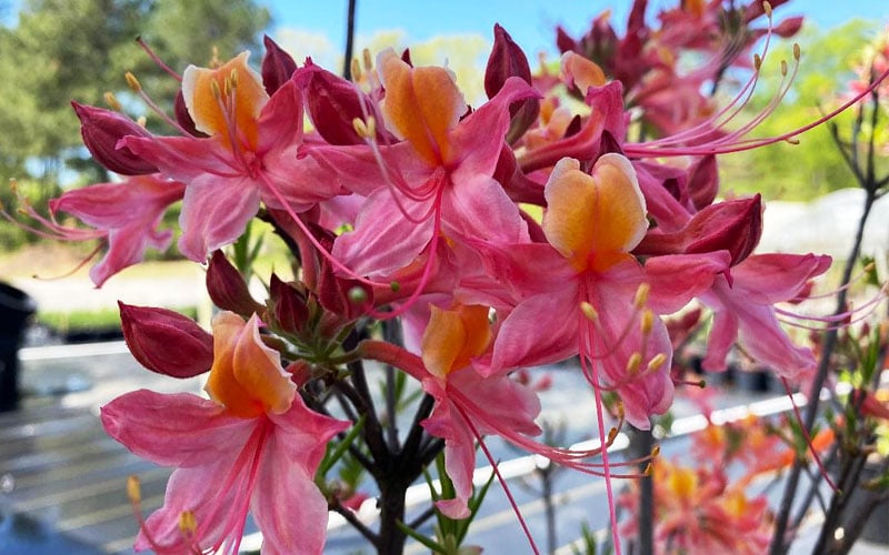  Cotton Candy Native Azalea (Rhododendron) - 3 Gallon Pot