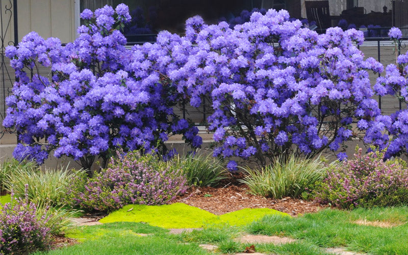  Crater Lake Blue Rhododendron - 3 Gallon Pot