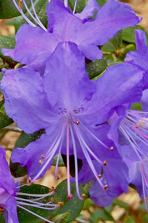  Crater Lake Blue Rhododendron - 3 Gallon Pot