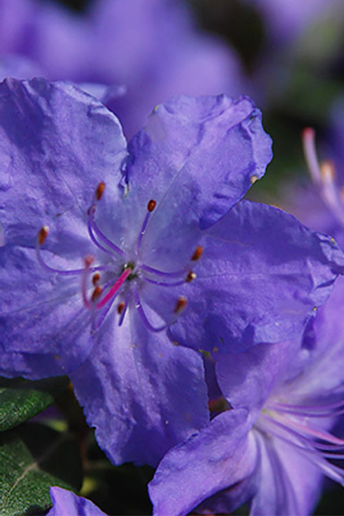  Crater Lake Blue Rhododendron - 3 Gallon Pot