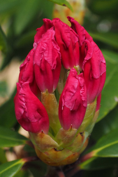  Dandy Man Color Wheel Rhododendron - 3 Gallon Pot