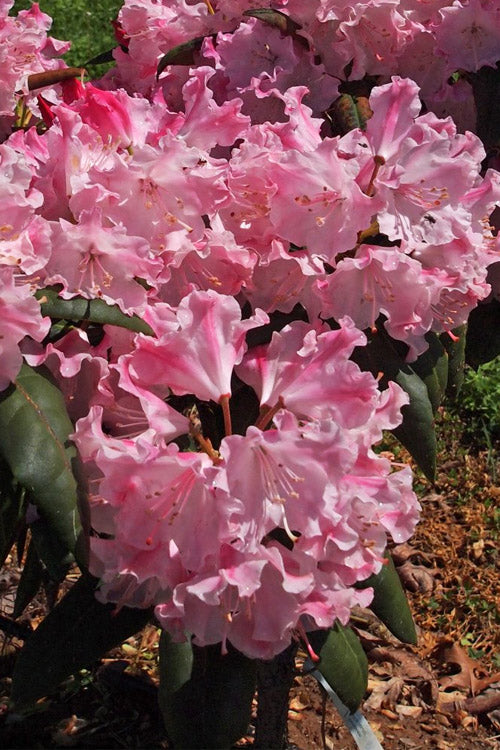  Dandy Man Color Wheel Rhododendron - 3 Gallon Pot