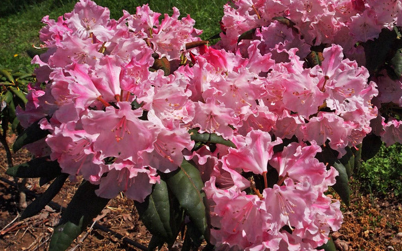  Dandy Man Color Wheel Rhododendron - 3 Gallon Pot