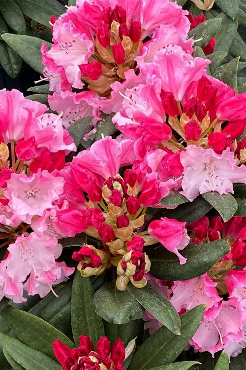  Dandy Man Color Wheel Rhododendron - 3 Gallon Pot