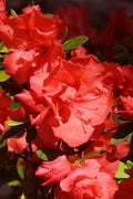  Echo 'Orange Frost' Reblooming Azalea - 2 Gallon Pot