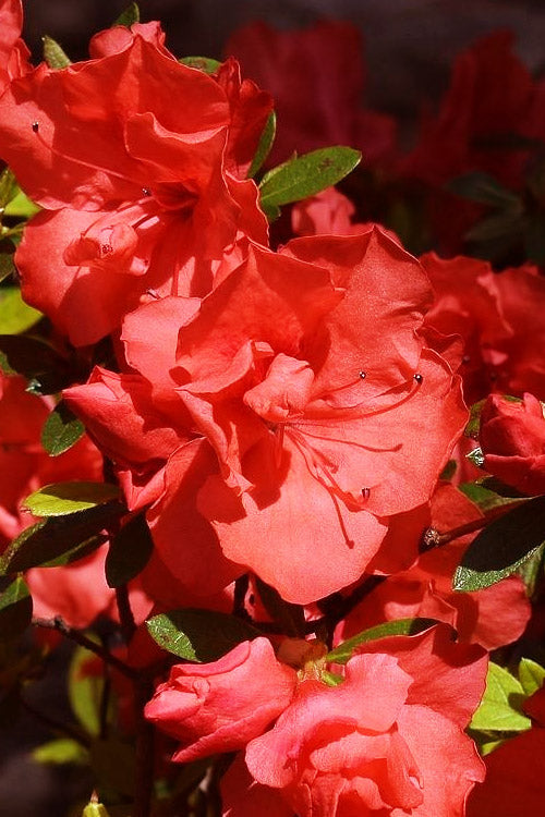  Echo 'Orange Frost' Reblooming Azalea - 2 Gallon Pot